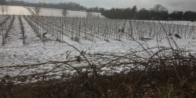 Traditioneel gestart met snoeien 